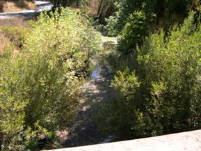 Figure 22. Dry Creek, Pacific Coastal-downstream from bridge. Photo. This is looking downstream from the bridge. The banks are vegetated with shrubs, and some trees are on the right bank. 