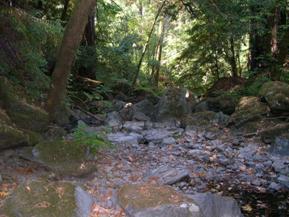 Figure 27. Dutch Bill Creek, Pacific Coastal-downstream from under bridge. Photo. This is looking further downstream from the bridge than the next figure, figure 27. The photo shows large boulder-filled bed material.