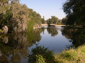 Figure 136. Alligator Creek, Atlantic Coastal Plain-upstream from bridge. Photo. This is looking further upstream from the bridge at the very heavily vegetated left bank.