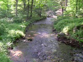 Figure 162. Mill River, New England-downstream from bridge. Photo. This is looking downstream from the bridge. The banks are well-vegetated with trees and annuals. 