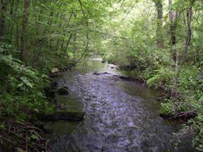 Figure 170. West Branch Saugatuck River, New England-upstream from bridge. Photo. This is looking upstream from the bridge. The banks are heavily vegetated with trees. The channel is straight. 