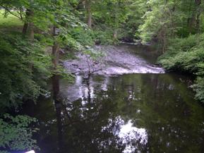 Figure 174. Mianus River, New England-downstream from bridge. Photo. This is looking downstream from the bridge. The banks are heavily vegetated with trees. There is a weir in the channel about 22.9 meters downstream from the bridge that keeps the flow calm under the bridge.