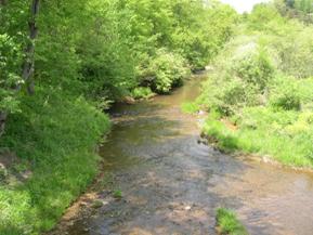 Figure 202. Trout Run, Appalachian Plateau-downstream from bridge. Photo. This is looking downstream from the bridge showing vegetation that is similar to that upstream. The channel is widened at the bridge and narrows back to normal width downstream. 