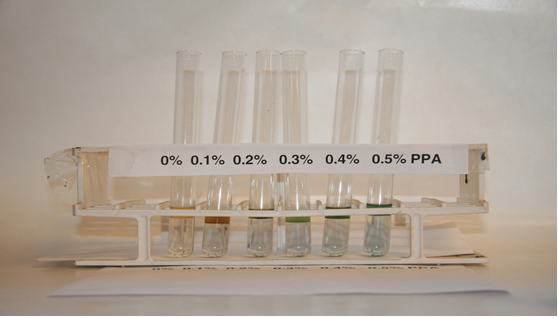This photo shows the blue color developed in the samples contained in six glass test  tubes for test samples having polyphosphoric acid (PPA) contents from 0 to 0.5  percent. It demonstrates the increase in intensity of the blue color with  increasing PPA concentration.