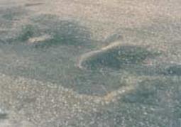 Distress Type ACP 10-Shoving in Pavement Surface