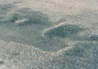FIGURE 35.  Distress Type ACP 10 - Shoving in Pavement Surface, Color photograph of asphalt concrete pavement with distress type ACP 10 - shoving in pavement surface.  Four areas of vertical displacement of the pavement surface are visible across the length of the photo.