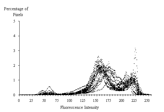  Figure 3-25:  Graph.  Histogram of 30 fluorescence measurements from 0.38 water-cement ratio standard.  This histogram shows how the percent of pixels varies by fluorescent intensity at a water-cement ratio of 0.38.  It is made up of thousands of dots rising and falling almost simultaneously.  The X axis represents the fluorescence intensity and ranges from 0 to 255.  The Y axis represents the percentage of pixels and ranges from 0 to 5 percent.  The line formed by the dots peaks slightly at an intensity level of 60 with 0.33 percent of the pixels (all levels and percents are estimates), again at 160 with 2.5 percent of the pixels, and a third time at 215 with 1.5 percent of the pixels.  At the third peak, note that there are several outlier dots extending up to approximately the three percent mark.