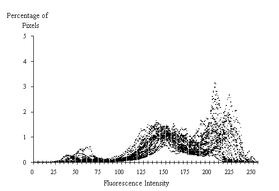 Figure 3-28:  Graph.  Histogram of 30 fluorescence measurements from 0.52 water-cement ratio standard.  This histogram shows how the percent of pixels varies by fluorescent intensity at a water-cement ratio of 0.52.  It is made up of thousands of dots rising and falling almost simultaneously.  The X axis represents the fluorescence intensity and ranges from 0 to 255.  The Y axis represents the percentage of pixels and ranges from 0 to 5 percent.  The line formed by the dots peaks slight at 60 with 0.50 percent of the pixels (all levels and percents are estimates), at 140 with 1.5 percent of the pixels, at 210 with 3 percent of the pixels, and at 220 with 2.75 percent of the pixels. 