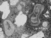  Figure 3-52 (a):  Photographs.  Petrographic micrograph of ettringite and "ASR gel blob" from spall obtained from NC-440-015.  The term ASR gel is misleading in this example, since the reaction product is slightly birefringent and, therefore, crystalline.  This figure is comprised of three micrographs labeled A, B, and C.  Photograph A uses a transmitted plane polarized light.  A large gel "blob" is seen near the right side of the micrograph.  An ettringite filled air void can be seen towards the left side of the micrograph and appears in almost an oval shape.  Photograph B is in epifluorescent mode.  The gel blob and air void can be seen in this micrograph as well.  However, the blob appears darker with some bright cracks running through it.  The air void also appears as a dark spot in the paste.  Photograph C uses a transmitted cross polarized light.  Neither the gel blob or the air void are visible in this picture.  