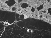  Figure 3-54 (b):  Photographs.  Petrographic micrograph of ASR gel in crack within coarse aggregate.  This figure is comprised of three micrographs, each one taken using a different light.  The micrographs show the interface between an aggregate particle and the surrounding paste.  A crack can be seen running along the interface.  This is most evident in the micrograph taken using the epifluorescent mode, where the aggregate appears black and the gel appears bright white.  Note that the gel deposit image was analyzed with the scanning electron microscope and the ASR "gel" in these images was found to be birefringent and crystalline. 