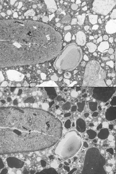  Figure 3-85:  Photographs.  Reactive fine aggregate particle with alkali-silica gel filled air voids as viewed in thin section.  This figure is comprised of two images, both magnified 20 times.  The top image was taken using a transmitted plane polarized light and the bottom image was taken using the epifluorescent mode.  The imaging on both shows a reactive particle that has undergone dissolution and cracking, leaving a crack running lengthwise through the aggregate particle.  Reaction product also has filled some neighboring voids.  
