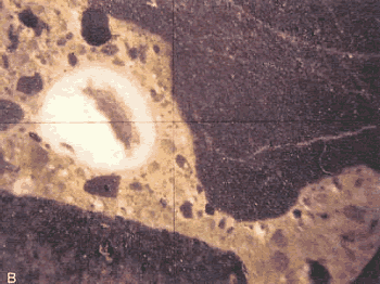 This view is of a magnified lapped slice from the pavement in figure 106 and shows alkali silica gel in a 2 millimeter void. That void is rounded and appears white in the photo. It is contained in the mortar with dark coarse aggregate particles nearby.