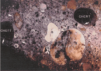 The surface includes the following: a 25-millimeter diameter light brown quartzite coarse aggregate particle with black streaks; a 19-millimeter black chert aggregate. Alkali-silica gel is visible in white deposits in pockets up to 13 millimeters in size as well as within small cracks.