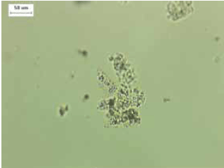 Shown are light colored crystalline-looking particles on a light gray background. Birefringence is exhibited with crossed polars and is indicative of developing crystallinity. Compare figures 128 and 129, which are of the same material.