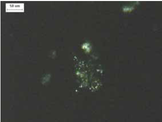 Compare figures 128 and 129, which are of the same material. Shown here are light colored translucent particles on a very dark background. Birefringence is exhibited with crossed polars and is indicative of developing crystallinity.