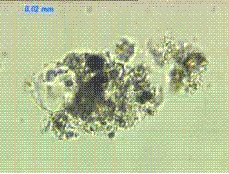 The fly ash particles are spherical. 