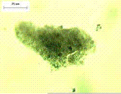 The silica-fume particles are very small and agglomerated. 