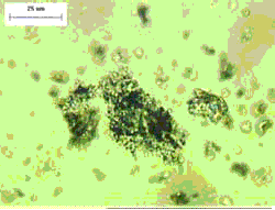 The natural pozzolan is about 35 micrometers on its longest dimension and has very dark spots. Other small particles are present as well. 