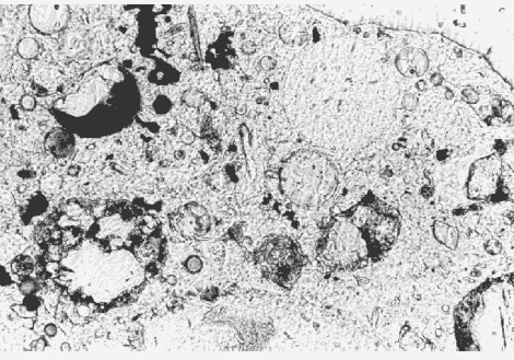 Photo. Fly ash in thin section of H C C, viewed in plane polarized light with a petrographic microscope (note the broken fly-ash particle that is composed of dark and light glass, magnified 100 times). 