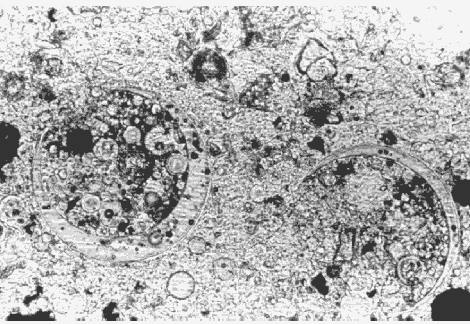 Photo. Fly ash in thin section of H C C, viewed in plane polarized light with a petrographic microscope (cenospheres of fly ash filled with smaller circular cenospheres, magnified 400 times).