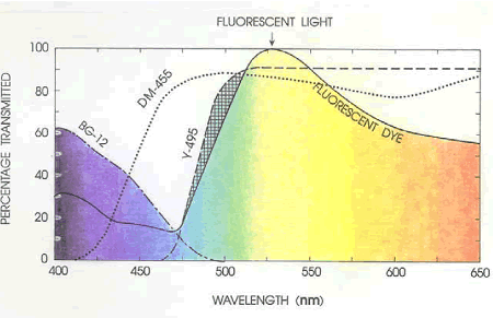 A graph with wavelength (nanometers) from 400 to 650 on the horizontal X axis and percent transmitted on the vertical Y-axis from 0 to 100 percent. It shows the relationship of the filters B G-12, D M-455, and Y-495 to the florescent dye emittance spectrum. The fluorescent light is shown coming from above. The fluorescent dye starts at 30 percent transmitted at 400 nanometers. The line dips to 12 percent at 475 nanometers then rises sharply to its peak of100 percent at 530 nanometers. The line declines to 55 percent where it leaves the chart at 650 nanometers. B G-12 starts 400 nanometers at 62 percent transmitted and declines at an even rate to 0 at 480 nanometers. By contrast, both the D M-455 and Y-495 rise with nearly parallel ascents starting at different wavelengths. The D M-455 starts at 410 nanometers and the Y-495 starts at 460 nanometers. The D M-455 peaks at 85 percent transmitted and the Y-495 peaks slightly higher at 91 percent. The D M-455 gradually descends to 78 percent and then rises again steadily to exit the graph at 89 percent at 650 nanometers. The Y-495 does not waver and maintains the 91 percent transmitted all across the chart.