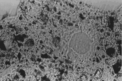 A thin section is shown at two different planes of focus (figures 154 and 155) with the same magnification. One is focused on the top surface of the section, the other on the bottom surface. Each view accentuates different features of the section.