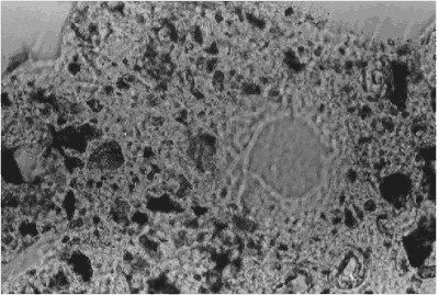 A thin section is shown at two different planes of focus (figures 154 and 155) with the same magnification. One is focused on the top surface of the section, the other on the bottom surface. Each view accentuates different features of the section