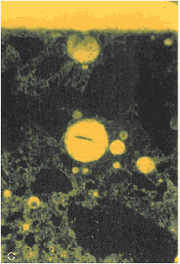 Photo. Same view as figures 156 and 157, but viewed with ultraviolet light, causing fluorescence of the pore structure of the H C C (note that there is more porosity indicated by fluorescence in the portion of the H C C farthest from the surface than there is in the carbonated zone). 