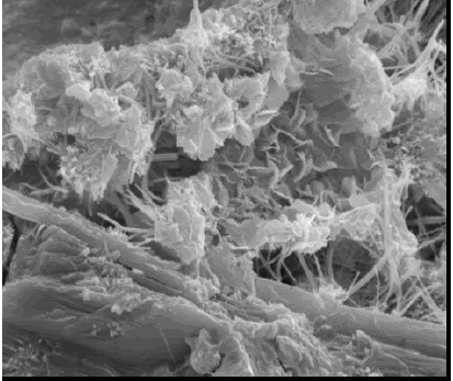 Image shows the plate-like C H morphology and fine fiber like bundles of C S H.