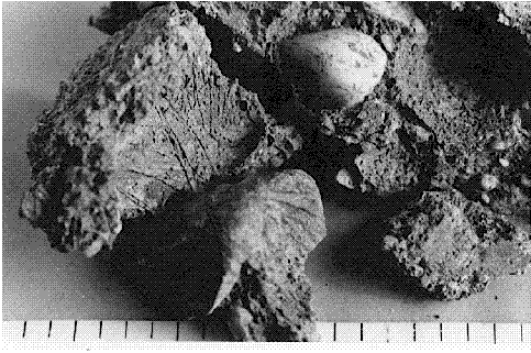 The sample of damaged concrete shown (60 millimeters length) is fragmented into multiple clumps by freezing action. Also, the clumps do not have the appearance of a normally hardened concrete. Instead, they are packed with ice crystal patterns in the form of streaks, each less that 1 millimeter apart.