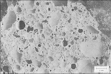 Photo shows the magnified surface of a lapped slice. Fly-ash particles can be recognized by their glassy interiors. They are generally rounded and about one-quarter millimeter or smaller in size. The photo points out the lighter colored particles with arrows and encircles the black colored ones. Etching the slice would reveal even more fly-ash particles.