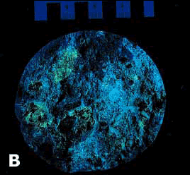The two views in figure 89 and 90 show a concrete slice treated with uranyl acetate figure 89 is under ordinary artificial light and displays no particular visual effect. The same section in figure 90 is under ultraviolet illumination and much of the surface fluoresces showing an iridescent blue color.