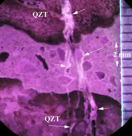 Photo. Polished surface of a concrete core photographed in ultraviolet light. The arrows show the gel that has filled in the cracks in the quartzite aggregate and in the cement paste. Photograph by Dr. P.E. Grattan-Bellew. This photo shows a microscopic view of a concrete sample under ultraviolet light. The sample appears purple. A “white ribbon” runs along the middle of the core, and there are four arrows pointing to this ribbon of ASR gel. The quartzite aggregate is located in the top third and bottom third of the sample, and the label QZT is shown in these areas. A scale is shown on the right side of the image, 2 millimeters (0.08 inches) in length. 