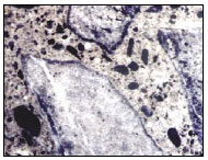 Figure 9. Photo. Polished Concrete Section Showing Dark Reaction Rims at the Periphery of the Reactive Aggregate Particles. This photo shows a microscopic view of a concrete sample. This photo shows the aggregate particles, the cracks within the aggregate particles filled with ASR products, and voids in the cement paste filled with ASR gel.