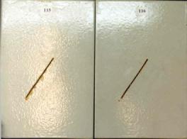 Figure 7. a Panel pictures. [Coating conditions of system 1 after exposures. A. 3,000-hour test A  B. 3,000-hour test B  C. 2-year outdoor exposure]  This figure shows the coating conditions of system 1 (zinc-rich epoxy system) after three tests. No surface failure was observed in all cases. The system developed a small amount of creepage at scribe after test A and test B but none after the outdoor exposure.