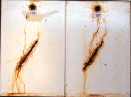 Figure 14.B Panel pictures. [Coating conditions of system 3 after exposures.  A. 3,000-hour test A  B. 3,000-hour test B  C. 2-year outdoor exposure]  This figure shows the coating conditions of system 3 (acrylic system) after three tests. No surface failure was observed in all cases, but the system developed some creepage at the scribe after all the three tests.