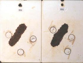 Figure 21.A Panel pictures. [Coating conditions of system 13 after exposures. A. 3,000-hour	 test A  B. 3,000-hour test B  C. 2-year outdoor exposure]  This figure shows the coating conditions of system 13 (epoxy system) after three tests. No surface failure was observed in all cases, but the system developed a large amount of  creepage at the scribe after all the three tests. The coating of creepage areas in figure (A) were removed by a knife, therefore rust surface were exposed.