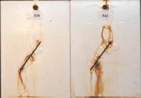 Figure 21.B Panel pictures. [Coating conditions of system 13 after exposures. A. 3,000-hour	 test A  B. 3,000-hour test B  C. 2-year outdoor exposure]  This figure shows the coating conditions of system 13 (epoxy system) after three tests. No surface failure was observed in all cases, but the system developed a large amount of  creepage at the scribe after all the three tests. The coating of creepage areas in figure (A) were removed by a knife, therefore rust surface were exposed.
