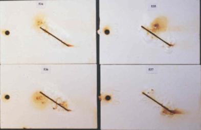 Figure 21.C Panel pictures. [Coating conditions of system 13 after exposures. A. 3,000-hour	 test A  B. 3,000-hour test B  C. 2-year outdoor exposure]  This figure shows the coating conditions of system 13 (epoxy system) after three tests. No surface failure was observed in all cases, but the system developed a large amount of  creepage at the scribe after all the three tests. The coating of creepage areas in figure (A) were removed by a knife, therefore rust surface were exposed.