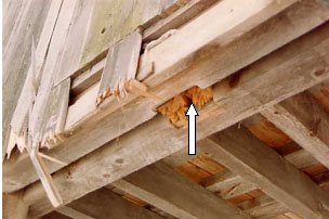 Another truss component that suffers damage is the bottom tail of the vertical members from shear stress and floodwaters, debris or ice floes. This view of the outside underside of the bridge shows a white arrow pointing to the tail broken off from ice impact. Because the tails hold the chords in place vertically, this condition can lead to floor collapse.