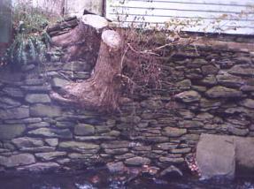 The picture shows a closeup of a stone bridge foundation with two cutoff tree trunks damaging and dislodging the stones of the abutment. If trees blow down, they dislodge stones, as will rotting roots of dead trees. To avoid dislodging stones, it is best to cut rather than pull out trees.