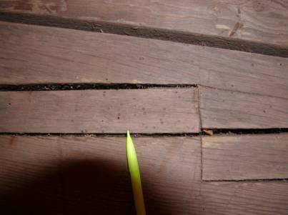 The picture shows the closeup view of the bridge siding. A pen points to the 1.6-millimeter (0.06-inch) holes that the powder post beetle makes.