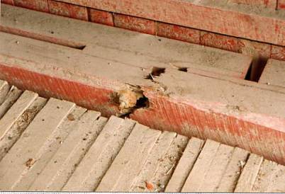 Figure 172 Lower Cox Bridge, Northfield, VT. Photo. The picture shows a longitudinal view of a timber whlich hass cracked through around a bolt,, demonstrating tensile failure in the bottom chord of the bridge.