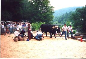 The picture shows the oxen turning the capstan that moved the bridge. A crowd stands in the background observing the July fourth event.