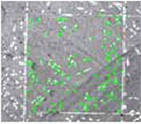 This series of photos shows a polished, lengthwise cross section of a U H P C cylinder. (a) shows the bottom of a cast cylinder. (b) shows the lower middle of a cast cylinder. (c) shows the upper middle of a cast cylinder. (d) shows the top of a cast cylinder. The fibers in four areas, namely the bottom, lower middle, upper middle, and top, of the cylinder have been indicated on the figure. These figures provide an indication of the number of fibers in a cross-section and the random nature of their locations.