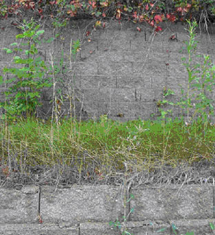 Figure 15. Photo. Deteriorated blocks closest to roadway (bottom of photo) and undamaged SRW blocks farthest from roadway.