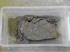 Figure 222. Photo. Comparison of water versus saline test on wall unit after 60 cycles in saline. Specimens were from a single manufacturer. Photo is explained on page 189.