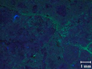 A typical petrographic image for recast Mix 4 at 40 days continues show to little fluorescence in the sample; only a few instances are found. These results are not consistent with expansion results because much more fluorescence is expected once the expansion limit is crossed. Note the nonlinearity remains low for these ages.