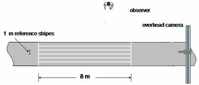 Figure 38: Graphic. Sweep width and speed. This drawing shows an overhead view of a section of trail marked with longitudinal lines that are 8 meters long and spaced 1 meter apart. Transverse lines mark the beginning and end of the sweep width and speed station. An overhead video camera is films participants as they travel through this station. An observer is stands alongside the trail.