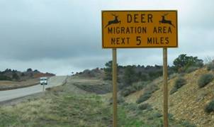 This is a picture of a square yellow sign with black lettering on a two-lane roadway. The first line of the sign reads Deer with a silhouette of a deer on either side of the word. The next two lines read migration area next 5 miles.